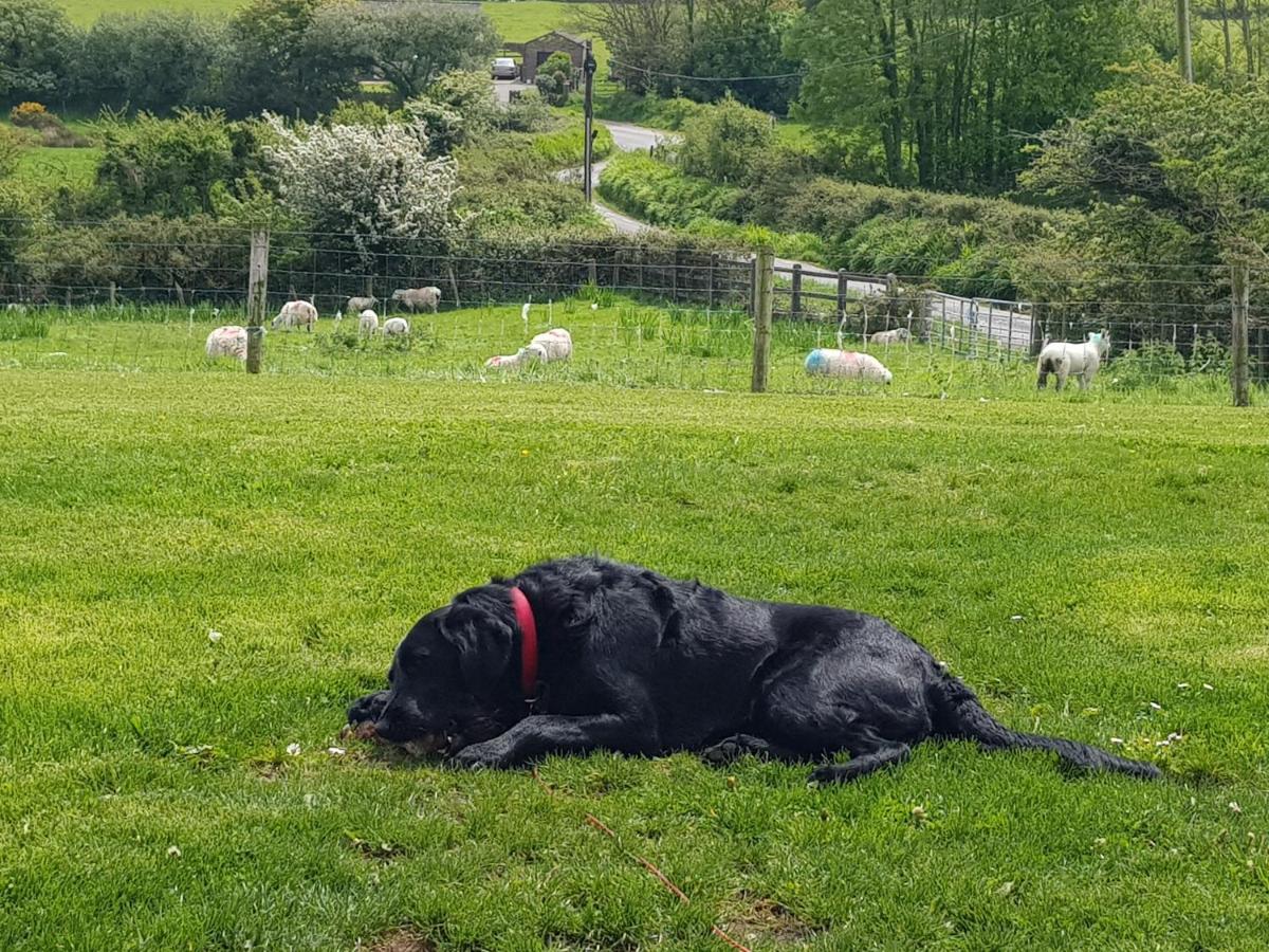 شقة Anascaul  في Traditional Irish Farmhouse المظهر الخارجي الصورة